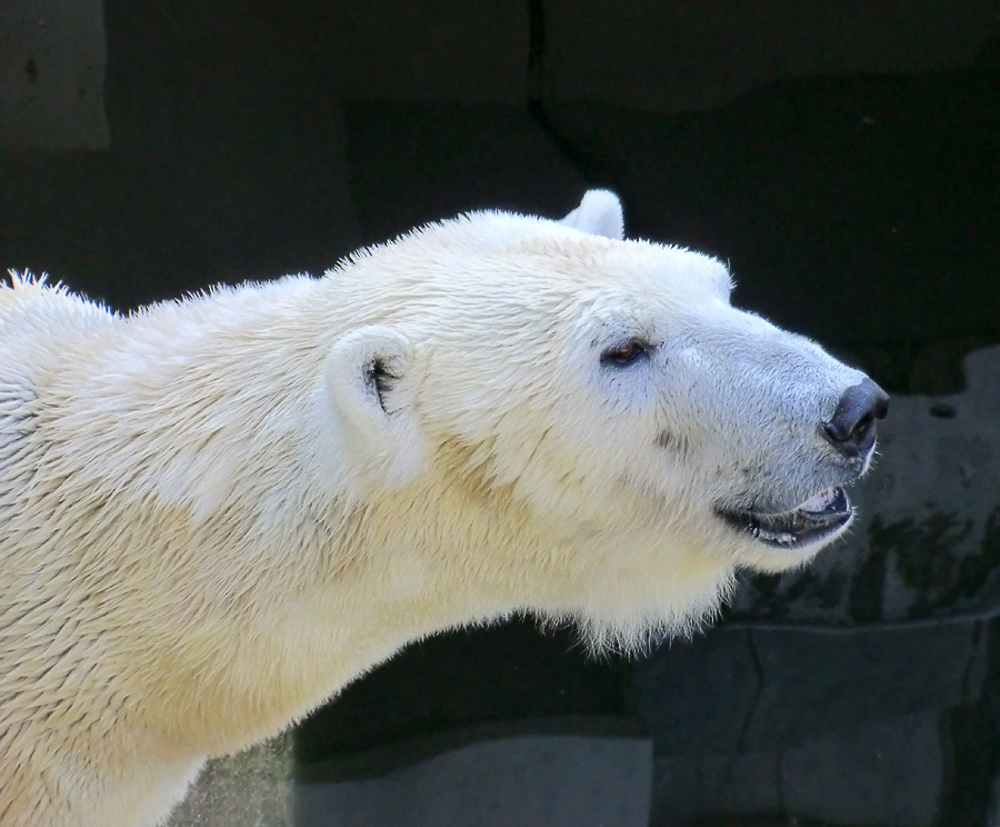 Eisbärin Vilma am 27. März 2011 im Wuppertaler Zoo