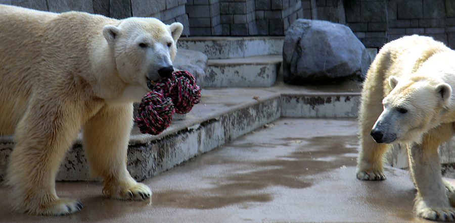 Eisbär Lars und Eisbärin Vilma am 27. März 2011 im Zoo Wuppertal