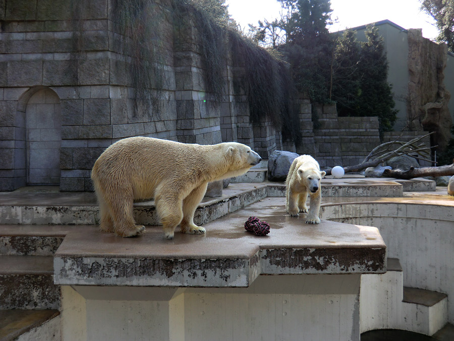 Eisbär Lars und Eisbärin Vilma am 27. März 2011 im Zoologischen Garten Wuppertal