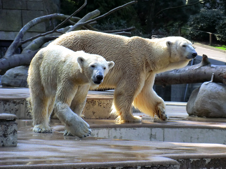 Eisbärin Vilma und Eisbär Lars am 27. März 2011 im Wuppertaler Zoo