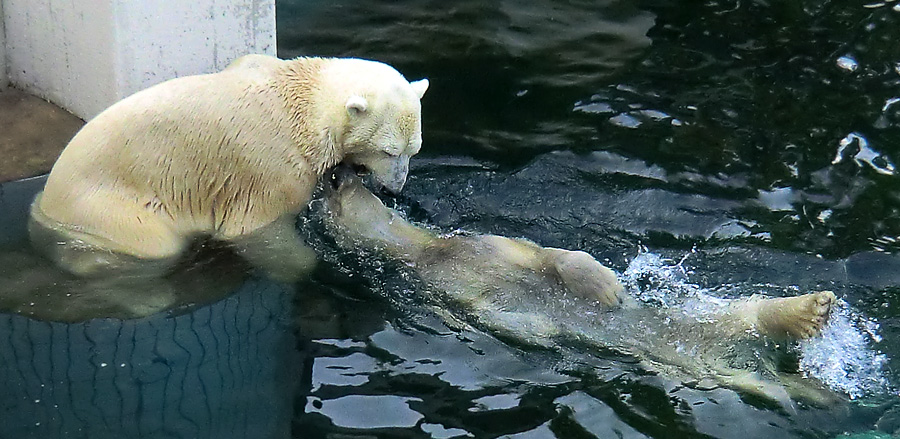 Eisbär Lars und Eisbärin Vilma am 30. März 2011 im Zoo Wuppertal