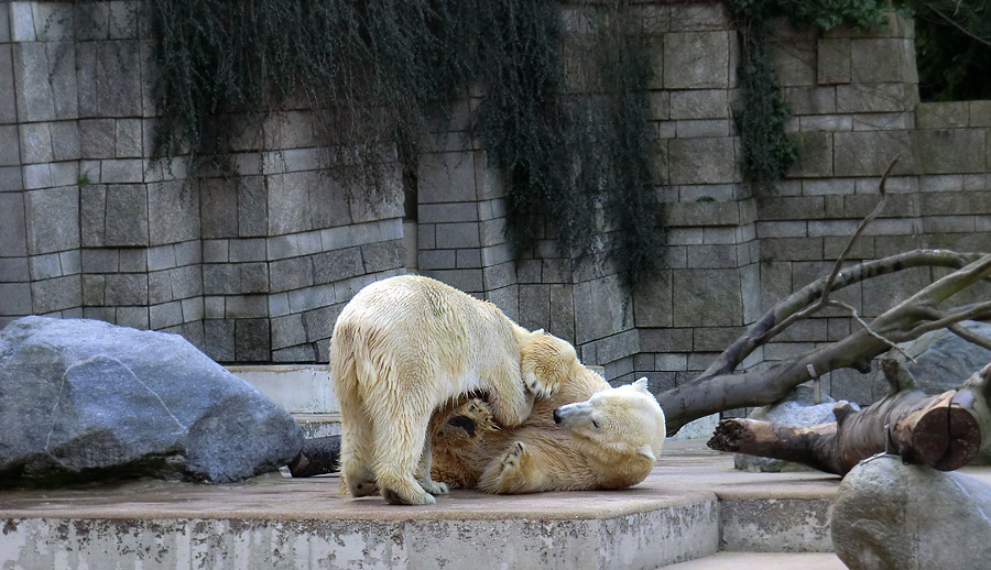 Eisbärin Vilma und Eisbär Lars am 30. März 2011 im Zoologischen Garten Wuppertal