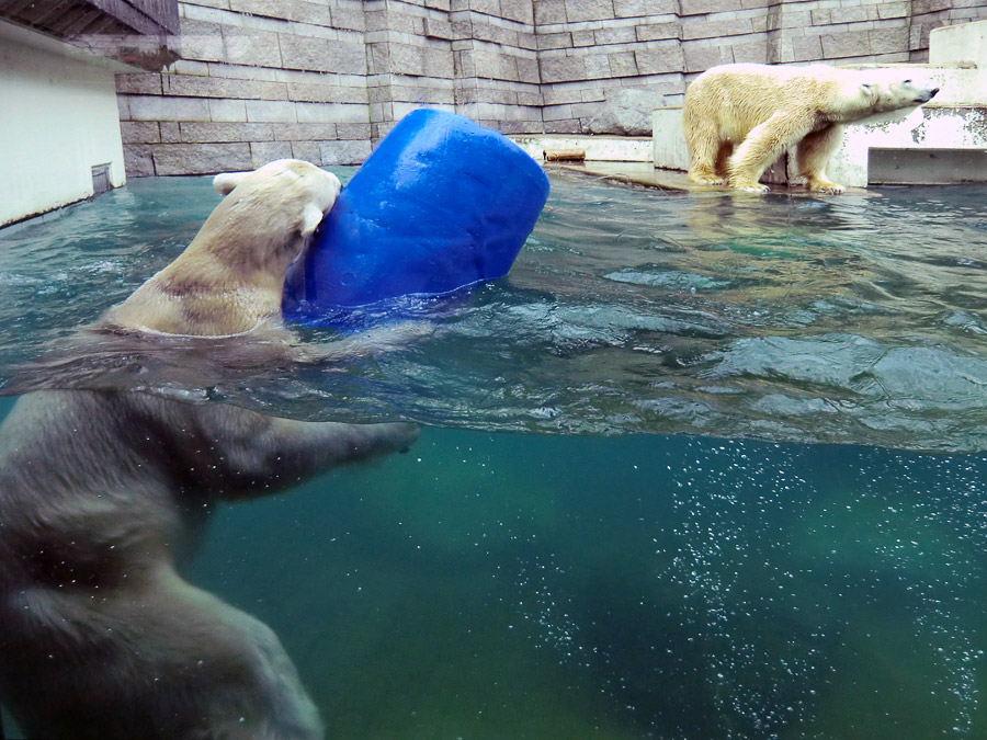 Eisbärin Vilma mit Tonne im Wasser und Eisbär Lars am 1. April 2011 im Zoologischen Garten Wuppertal