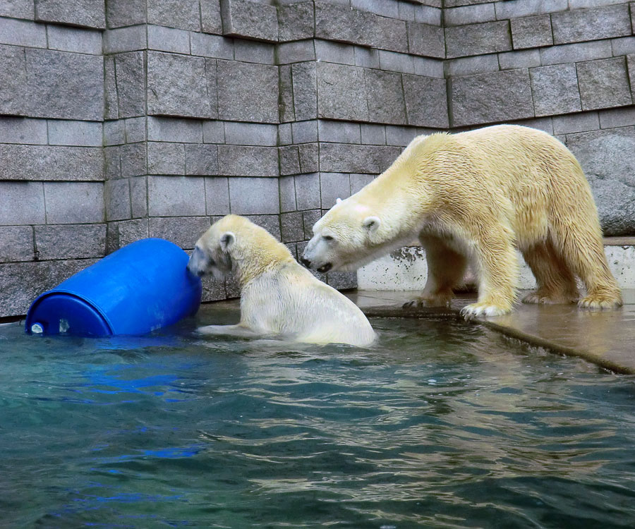 Eisbärin Vilma im Wasser mit Tonne und Eisbär Lars am 1. April 2011 im Zoo Wuppertal