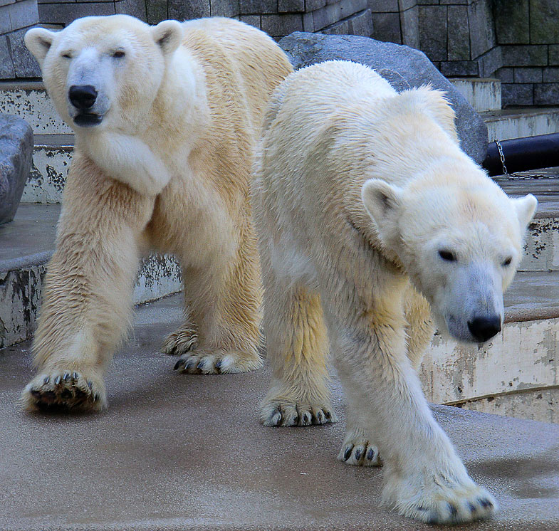 Eisbär Lars und Eisbärin Vilma am 2. April 2011 im Zoo Wuppertal