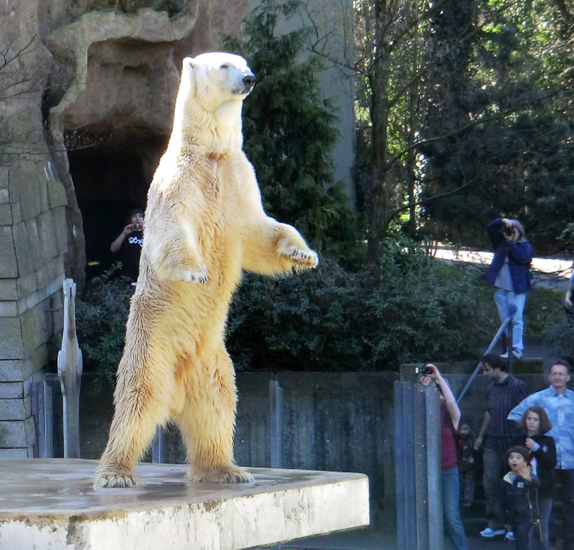 Eisbär Lars am 2. April 2011 im Wuppertaler Zoo