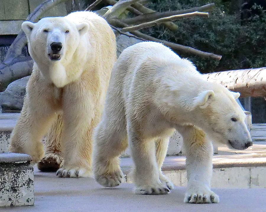 Eisbär Lars und Eisbärin Vilma am 2. April 2011 im Zoologischen Garten Wuppertal