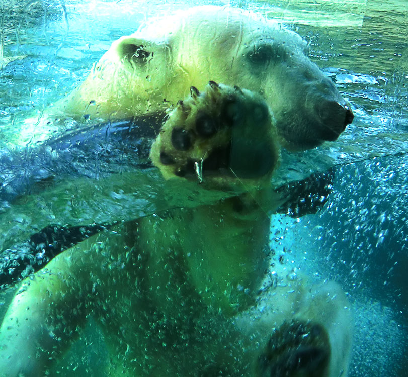 Eisbärin Vilma im Wasser am 2. April 2011 im Zoo Wuppertal