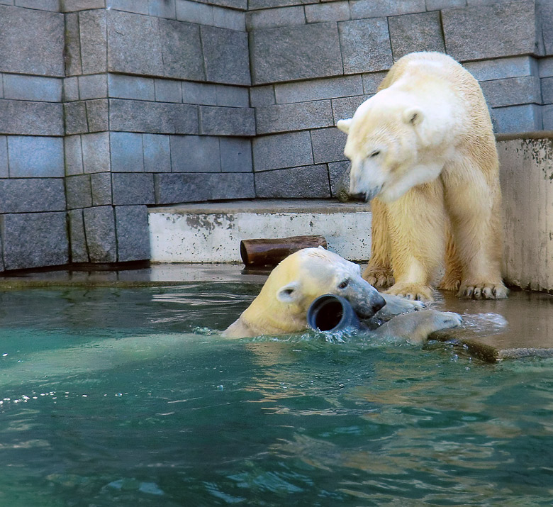 Eisbärin Vilma und Eisbär Lars am 2. April 2011 im Zoologischen Garten Wuppertal