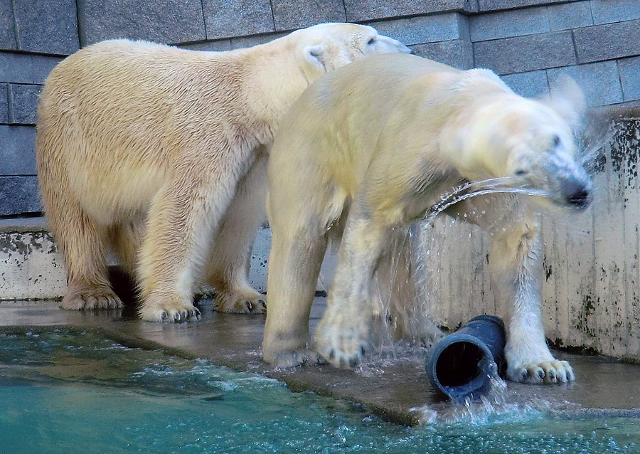 Eisbär Lars und Eisbärin Vilma mit Rohr am 2. April 2011 im Wuppertaler Zoo