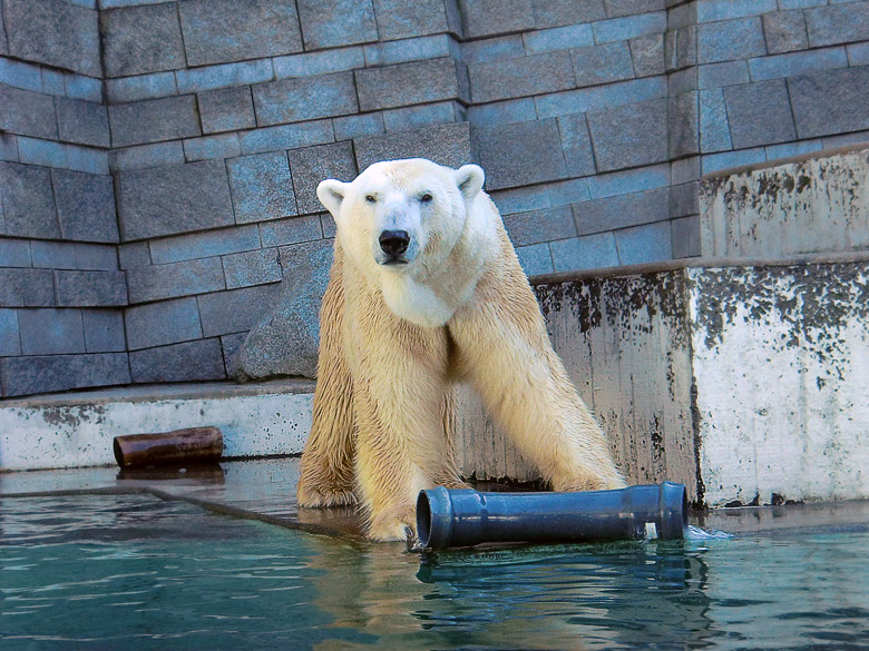 Eisbär Lars mit Rohr am 2. April 2011 im Zoo Wuppertal