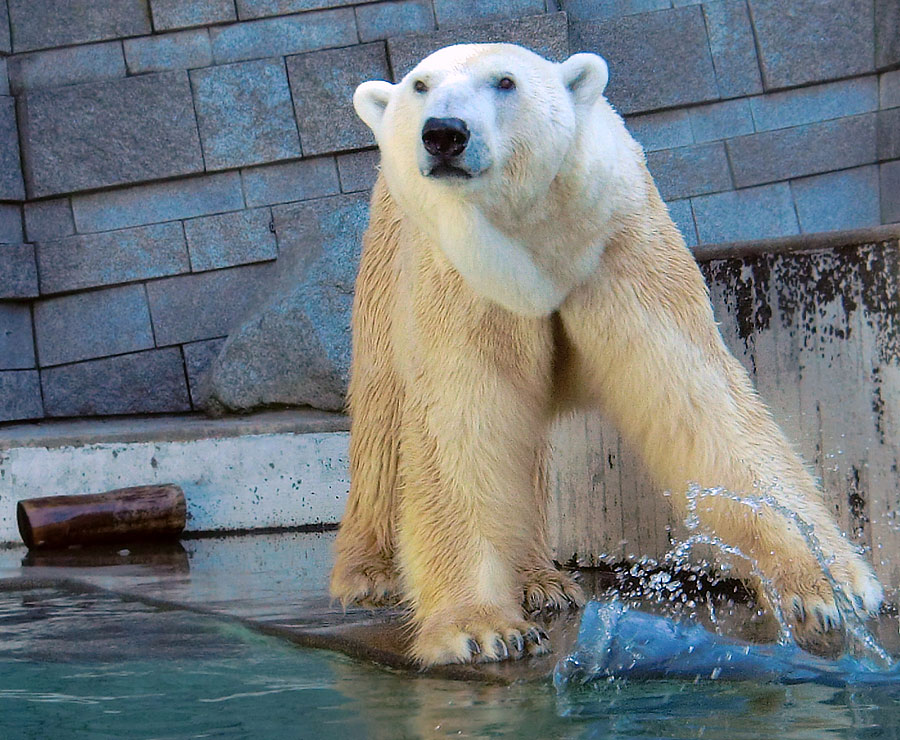 Eisbär Lars mit Rohr am 2. April 2011 im Zoologischen Garten Wuppertal