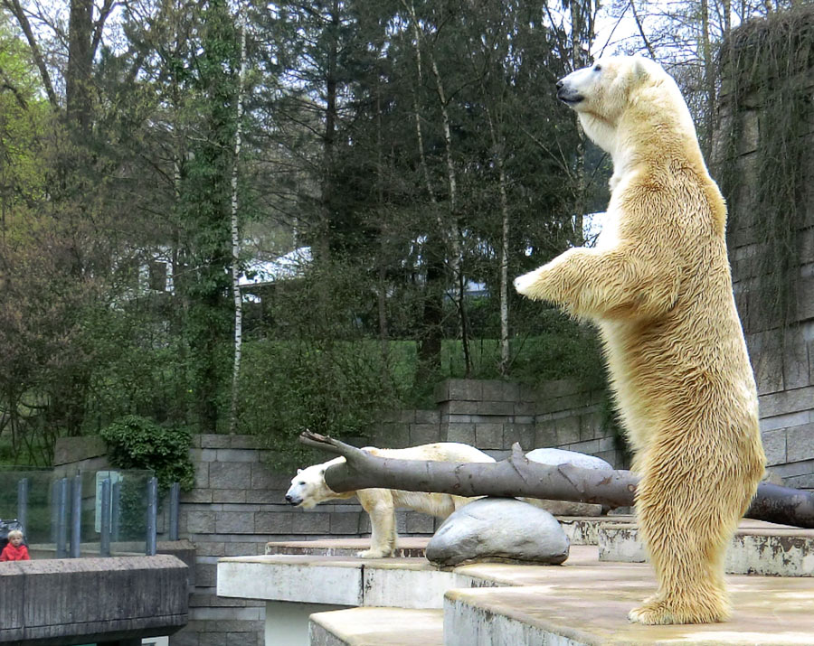 Eisbärin Vilma und Eisbär Lars am 3. April 2011 im Zoo Wuppertal