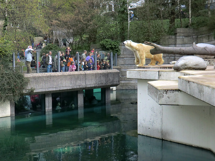 Eisbär Lars am 3. April 2011 im Wuppertaler Zoo