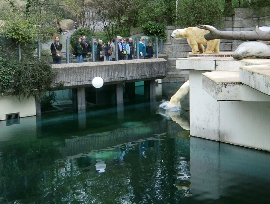 Eisbärin Vilma und Eisbär Lars am 3. April 2011 im Wuppertaler Zoo