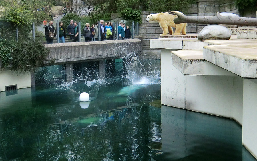 Eisbärin Vilma und Eisbär Lars am 3. April 2011 im Zoologischen Garten Wuppertal