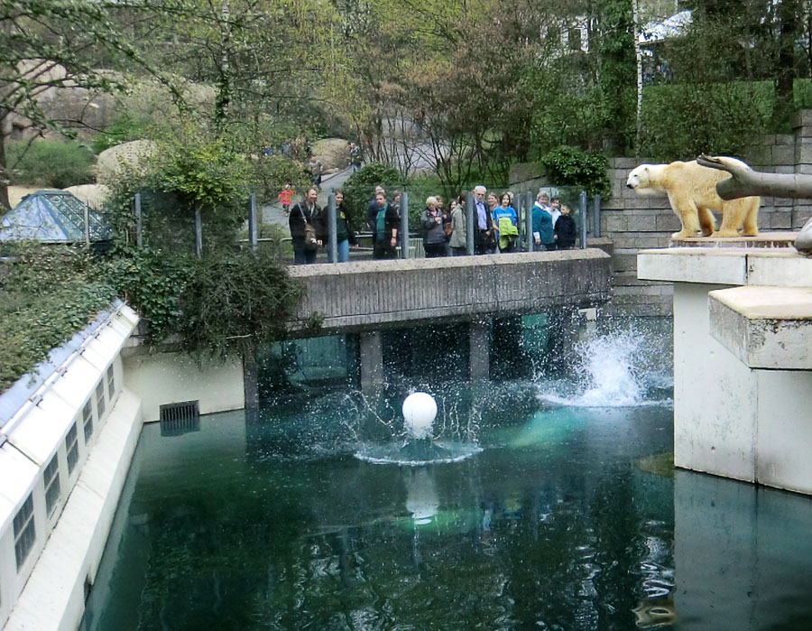 Eisbärin Vilma und Eisbär Lars am 3. April 2011 im Wuppertaler Zoo