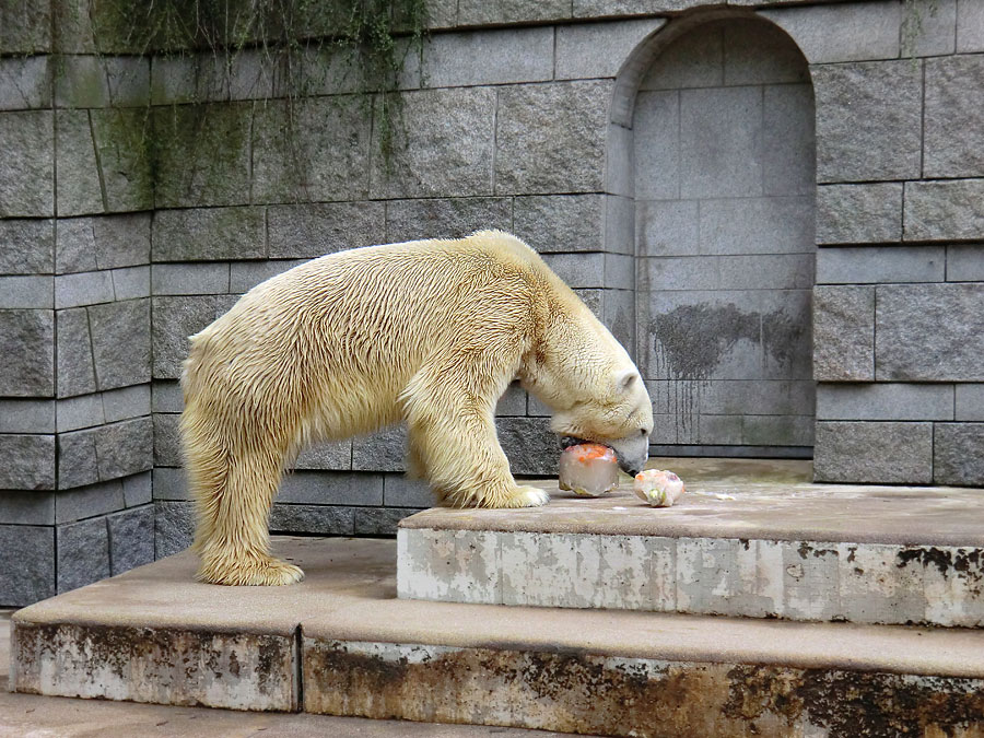 Eisbär Lars am 16. April 2011 im Zoologischen Garten Wuppertal