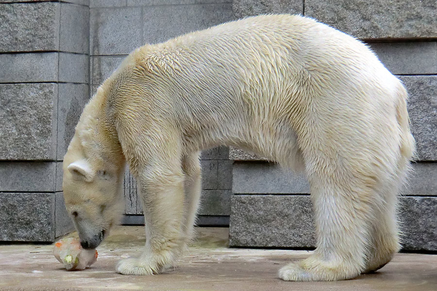 Eisbär Vilma am 16. April 2011 im Zoo Wuppertal