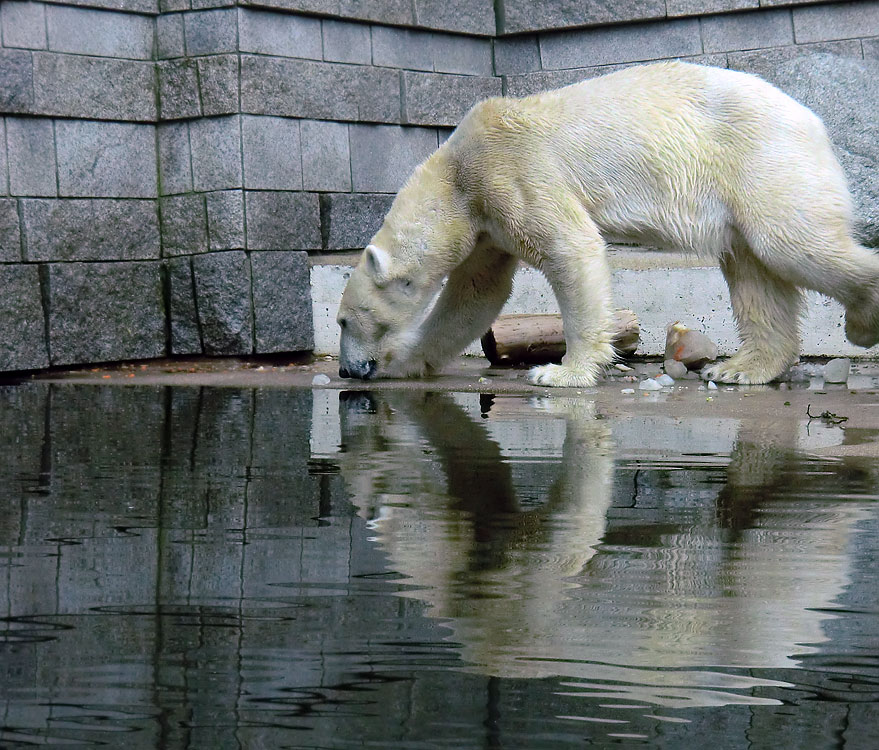 Eisbärin Vilma am 16. April 2011 im Wuppertaler Zoo