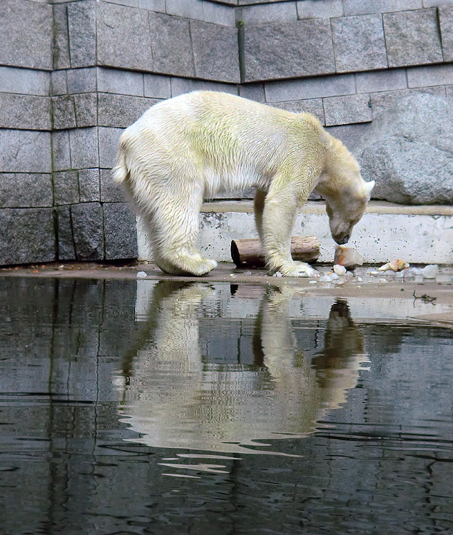 Eisbärin Vilma am 16. April 2011 im Zoo Wuppertal