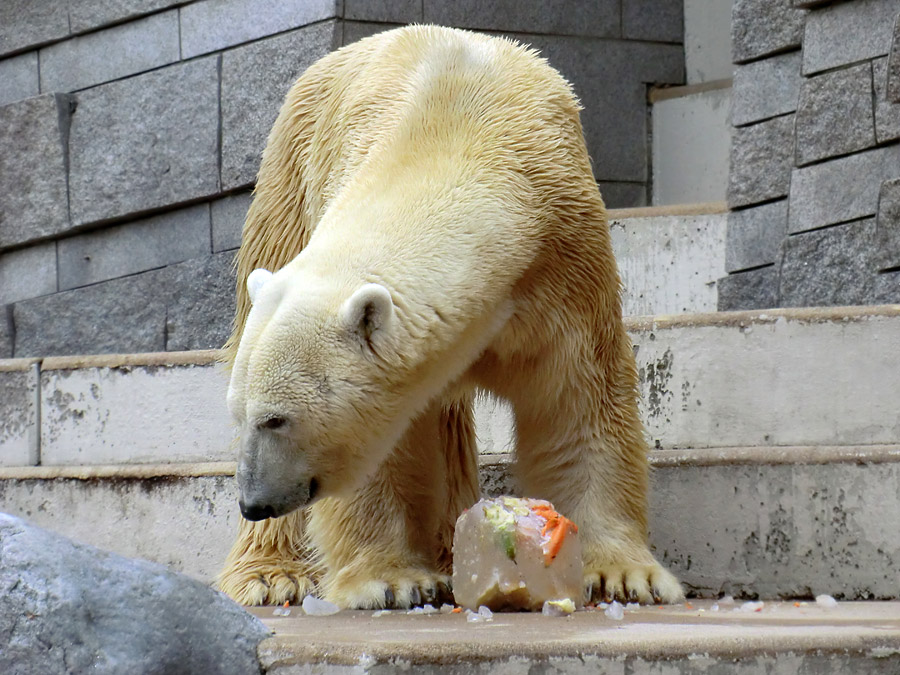 Eisbär Lars am 16. April 2011 im Zoologischen Garten Wuppertal