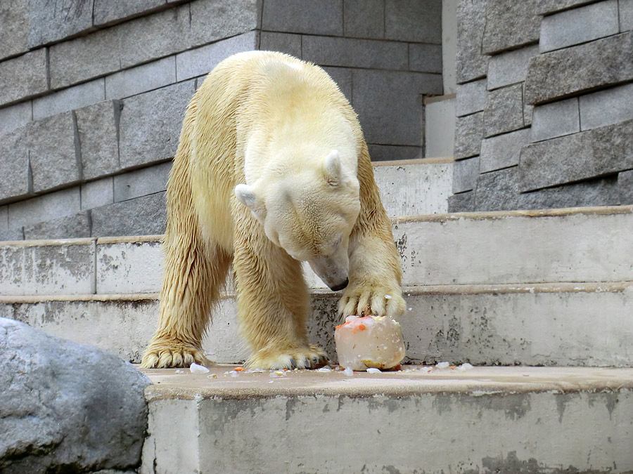 Eisbär Lars am 16. April 2011 im Zoo Wuppertal