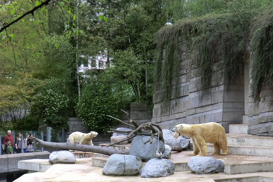 Eisbärin Vilma und Eisbär Lars am 16. April 2011 im Zoologischen Garten Wuppertal