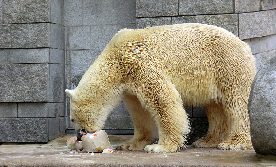 Eisbär Lars am 16. April 2011 im Wuppertaler Zoo