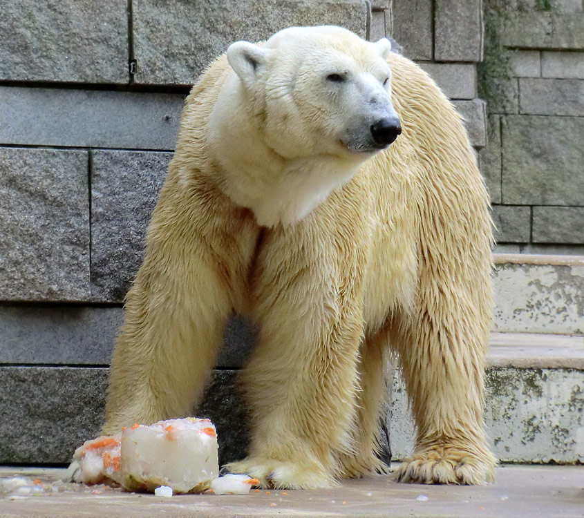 Eisbär Lars am 16. April 2011 im Zoo Wuppertal