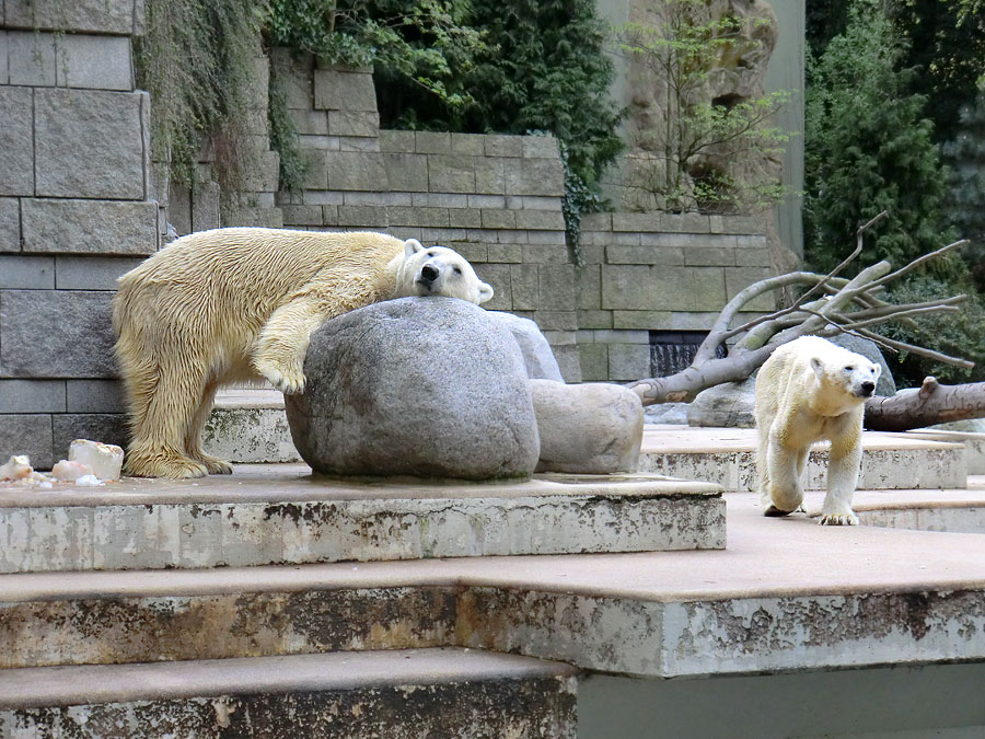 Eisbär Lars und Eisbärin Vilma am 16. April 2011 im Zoologischen Garten Wuppertal