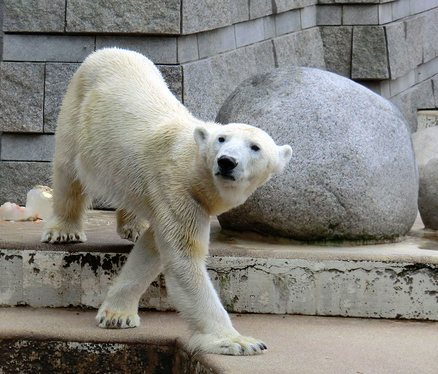 Eisbärin Vilma am 16. April 2011 im Wuppertaler Zoo