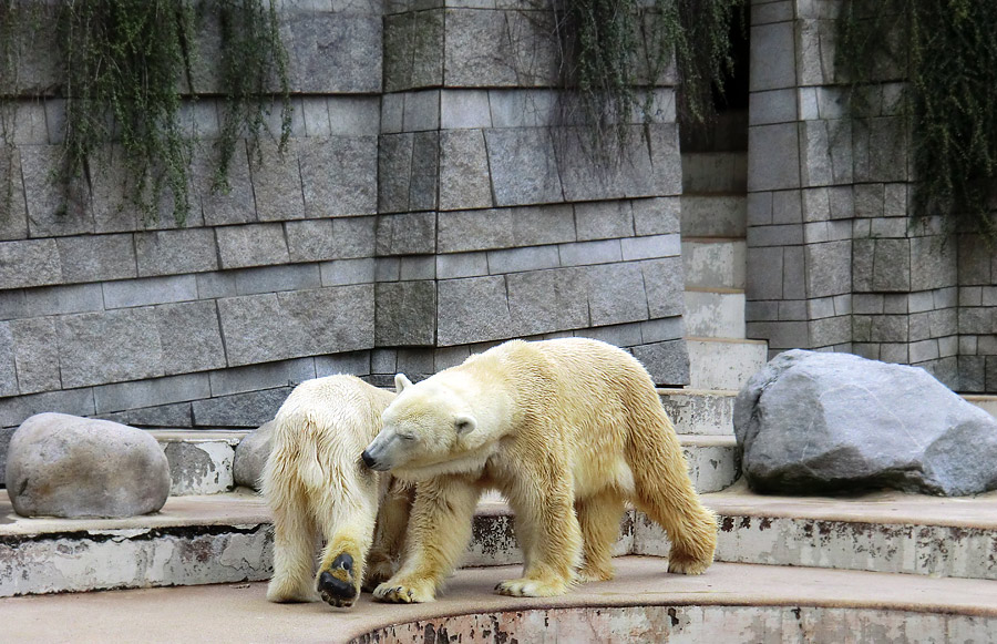 Eisbärin Vilma und Eisbär Lars am 16. April 2011 im Zoo Wuppertal