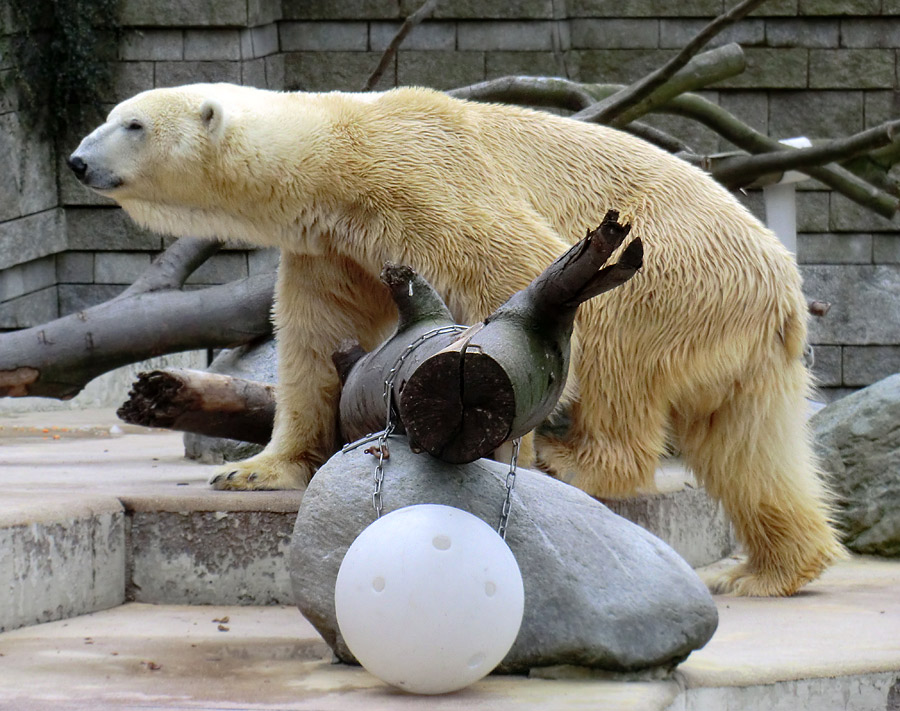 Eisbär Lars am 16. April 2011 im Zoologischen Garten Wuppertal