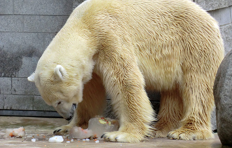 Eisbär  Larsam 16. April 2011 im Wuppertaler Zoo