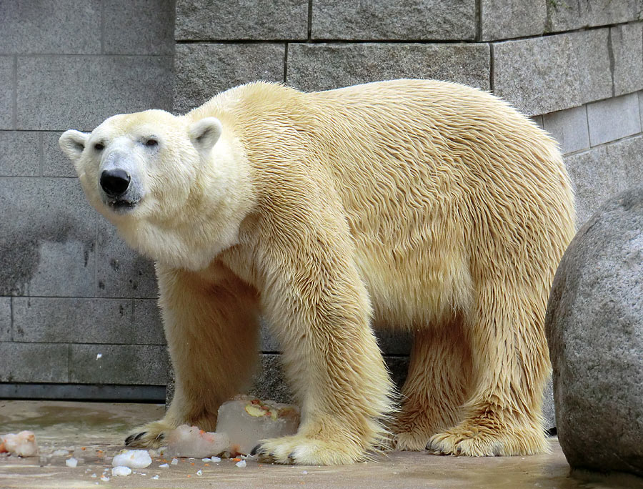 Eisbär Lars am 16. April 2011 im Zoo Wuppertal