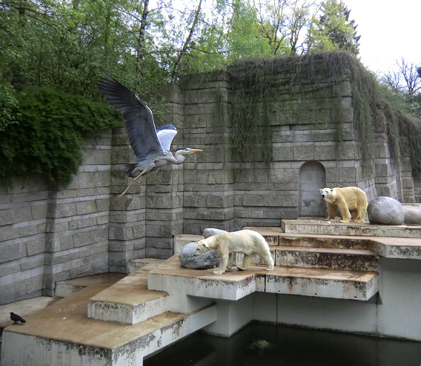 Eisbärin Vilma und Eisbär Lars am 16. April 2011 im Wuppertaler Zoo