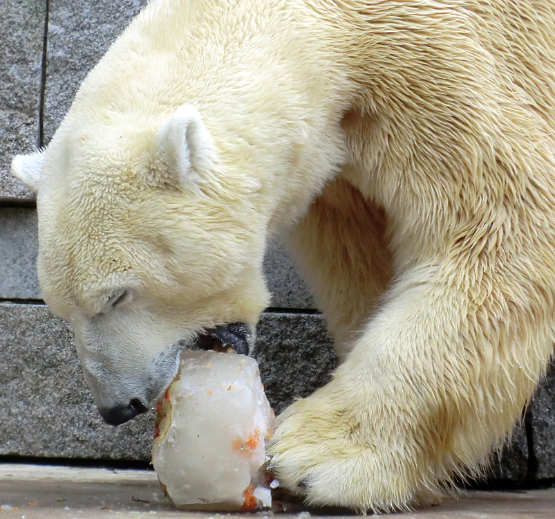 Eisbär Lars am 16. April 2011 im Zoo Wuppertal