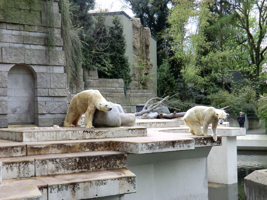 Eisbär Lars und Eisbärin Vilma am 16. April 2011 im Zoologischen Garten Wuppertal