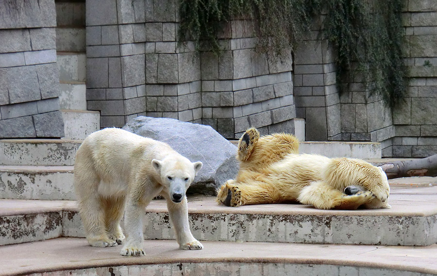 Eisbärin Vilma und Eisbär Lars am 16. April 2011 im Wuppertaler Zoo