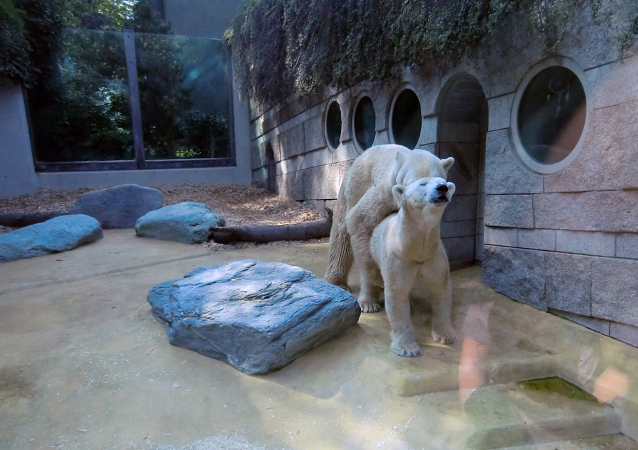 Eisbär Lars und Eisbärin Vilma am 22. April 2011 im Zoologischen Garten Wuppertal