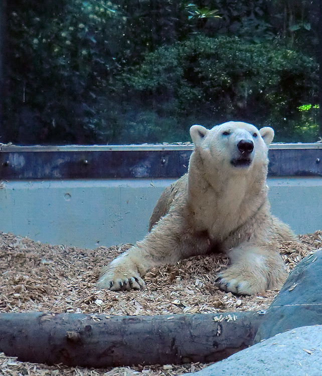 Eisbär Lars am 22. April 2011 im Zoo Wuppertal