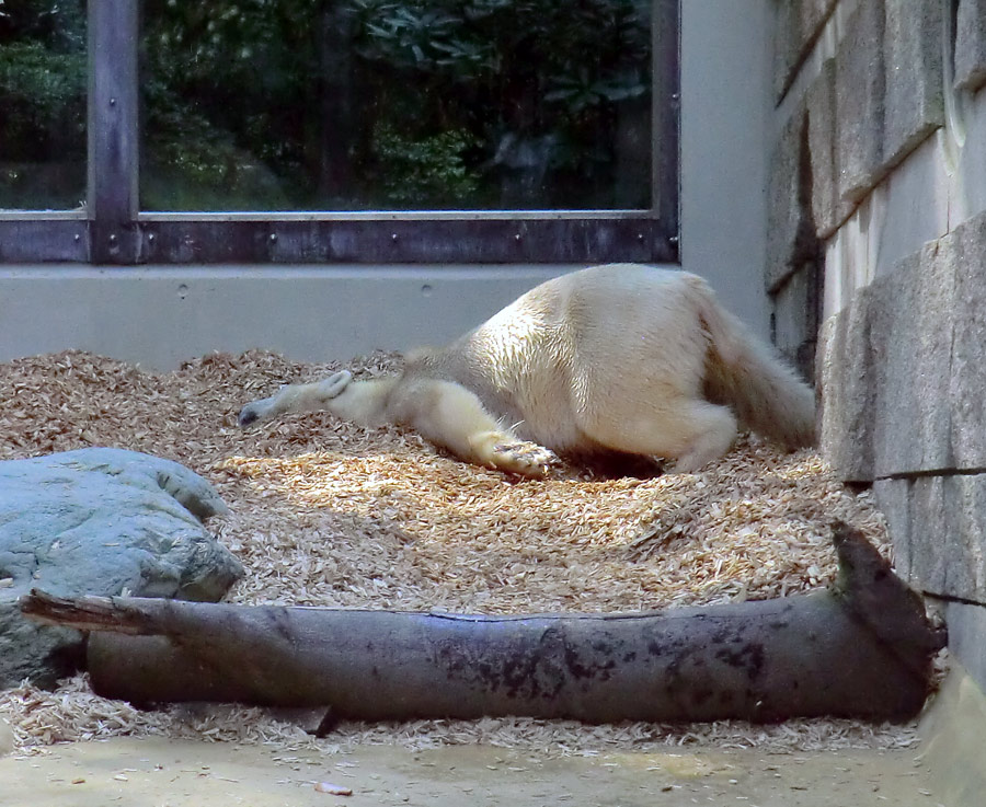 Eisbärin Vilma am 22. April 2011 im Zoologischen Garten Wuppertal