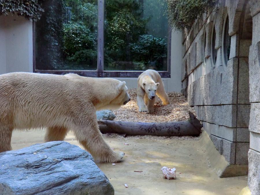 Eisbär Lars und Eisbärin Vilma am 22. April 2011 im Wuppertaler Zoo