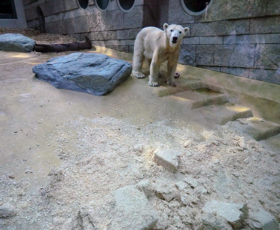 Eisbärin Vilma am 22. April 2011 im Wuppertaler Zoo