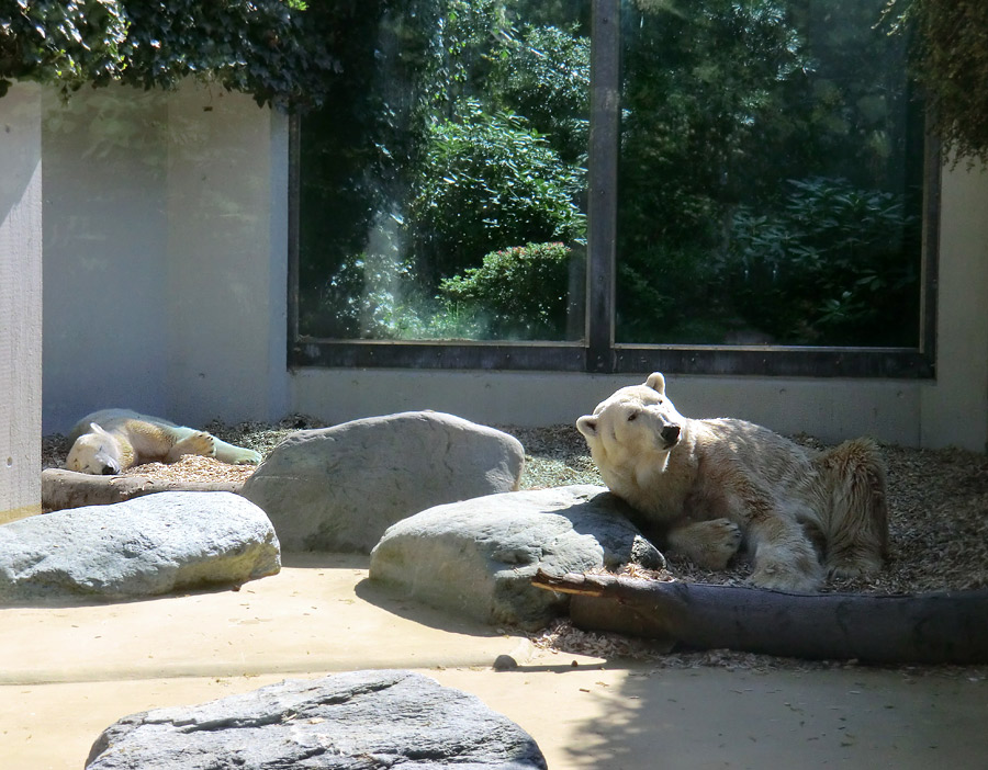 Eisbärin Vilma und Eisbär Lars am 25. April 2011 im Zoologischen Garten Wuppertal