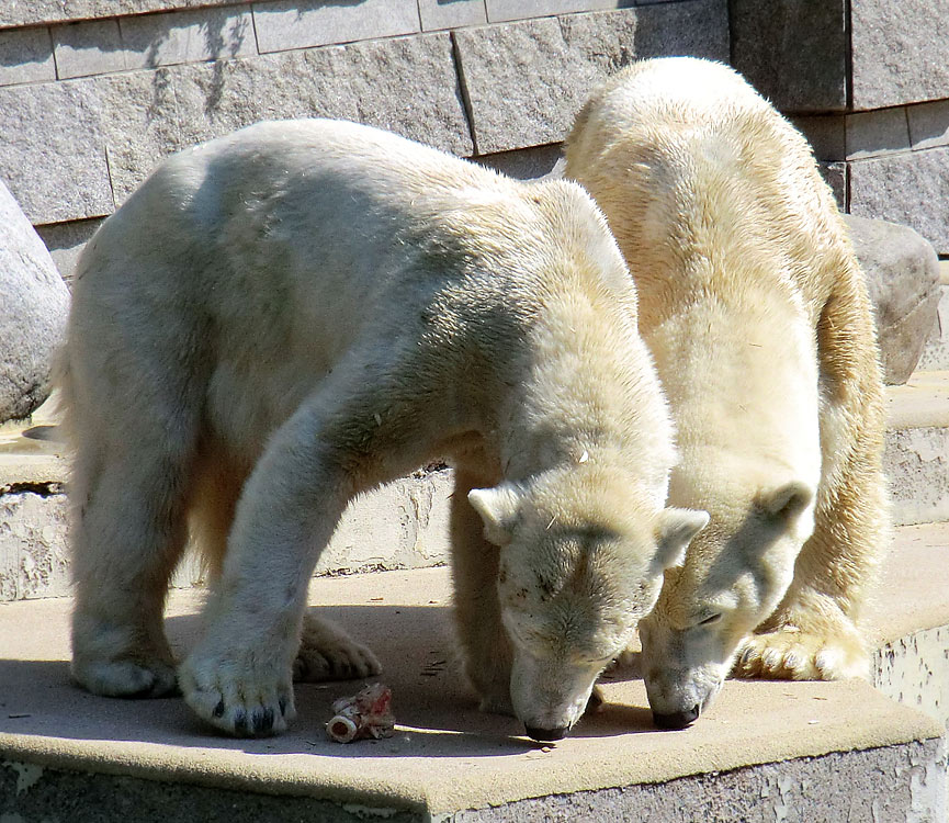 Eisbärin Vilma und Eisbär Lars am 25. April 2011 im Wuppertaler Zoo