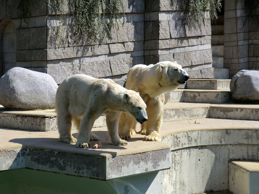 Eisbärin Vilma und Eisbär Lars am 25. April 2011 im Zoo Wuppertal