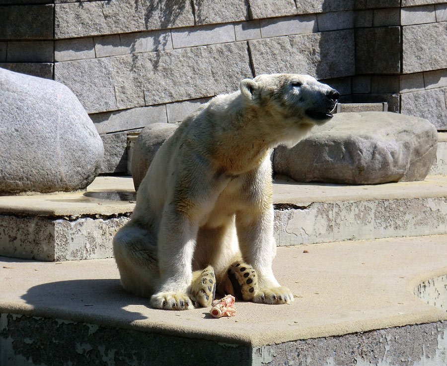 Eisbärin Vilma am 25. April 2011 im Zoologischen Garten Wuppertal