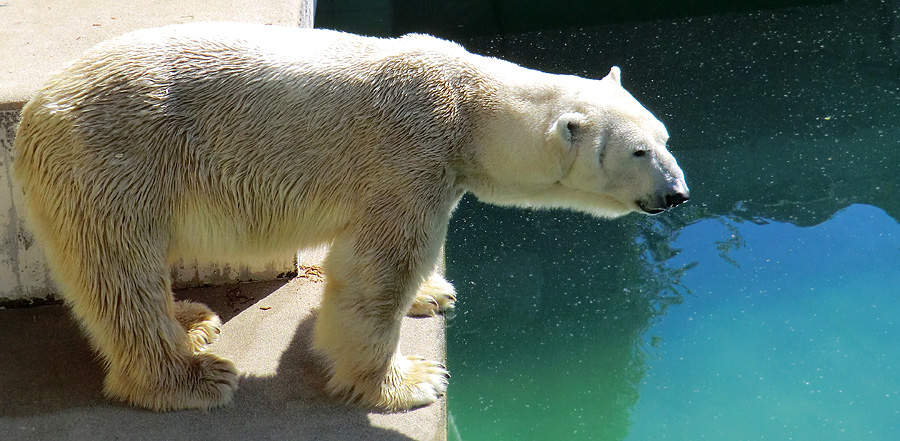 Eisbär Lars am 25. April 2011 im Wuppertaler Zoo
